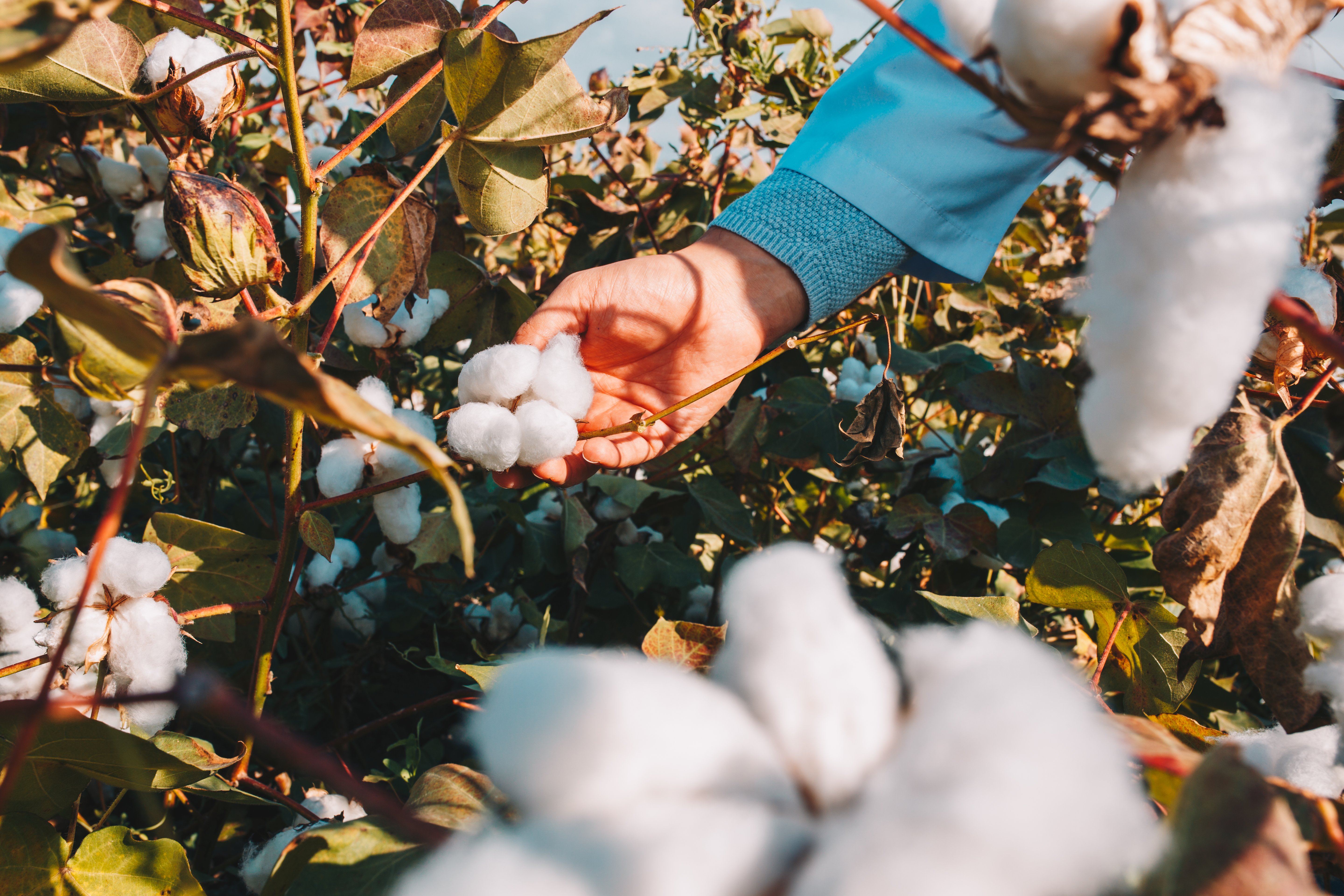 Healthy cotton plants close-up