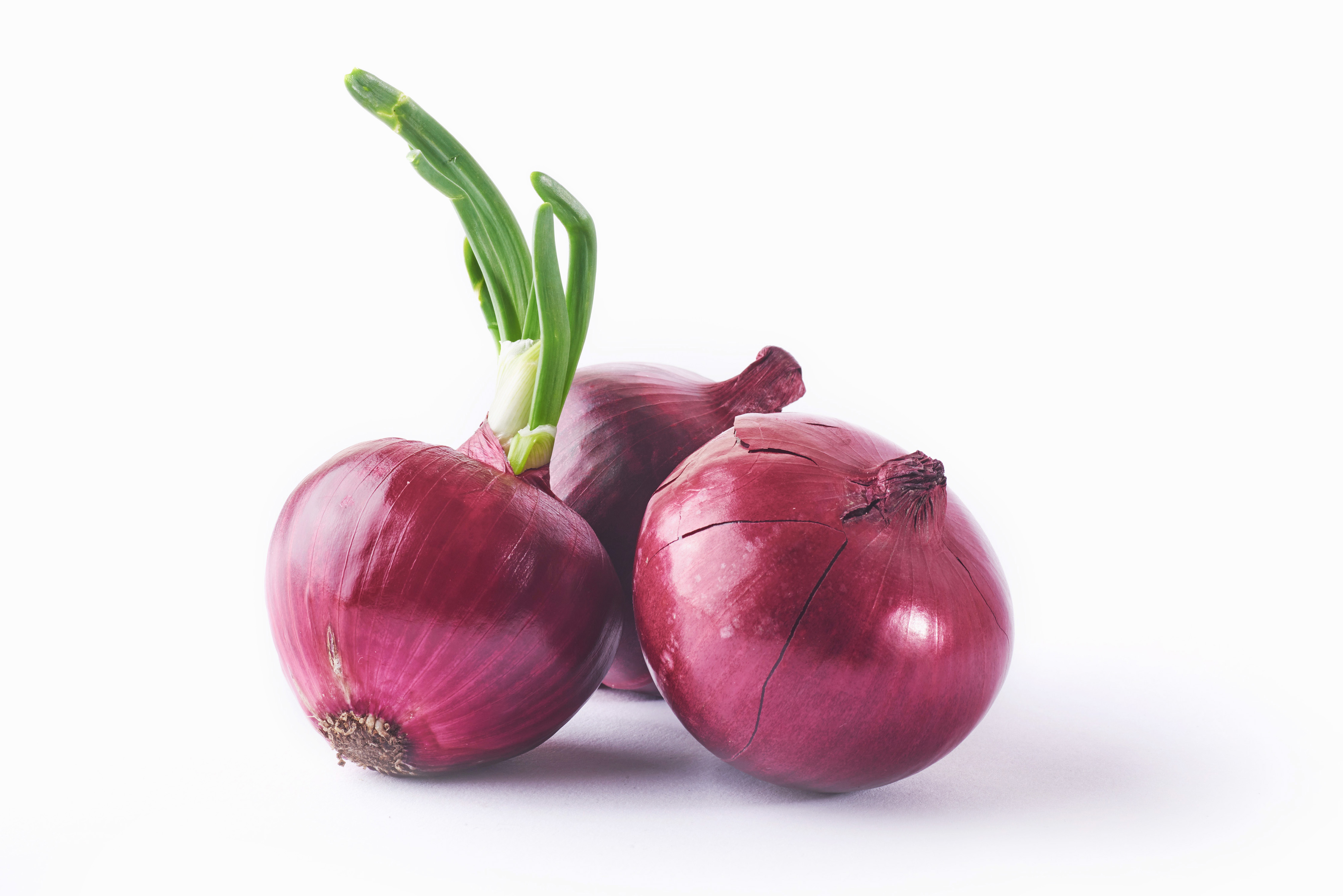Fresh onion field
